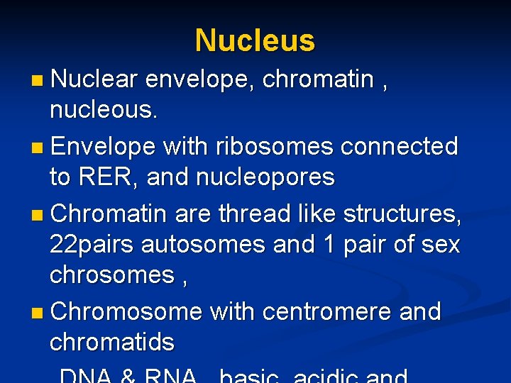 Nucleus n Nuclear envelope, chromatin , nucleous. n Envelope with ribosomes connected to RER,