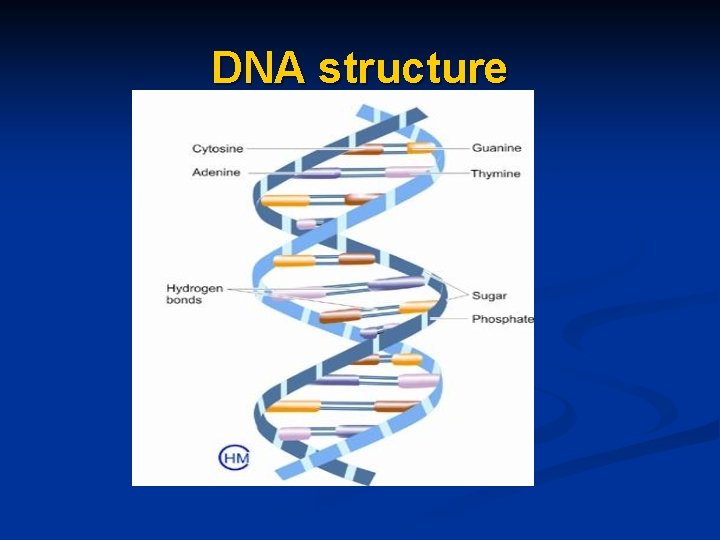 DNA structure 