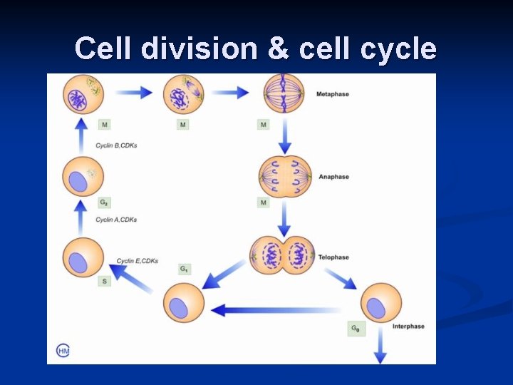 Cell division & cell cycle 