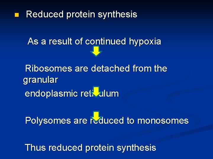 n Reduced protein synthesis As a result of continued hypoxia Ribosomes are detached from