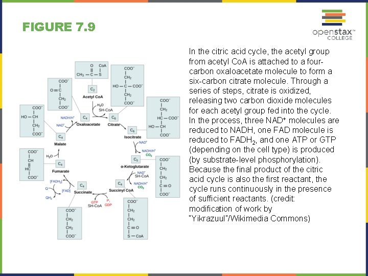 FIGURE 7. 9 In the citric acid cycle, the acetyl group from acetyl Co.