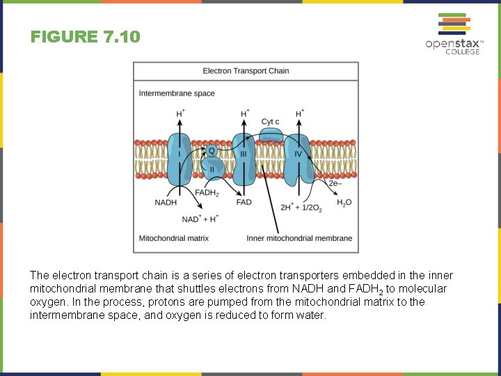 FIGURE 7. 10 The electron transport chain is a series of electron transporters embedded