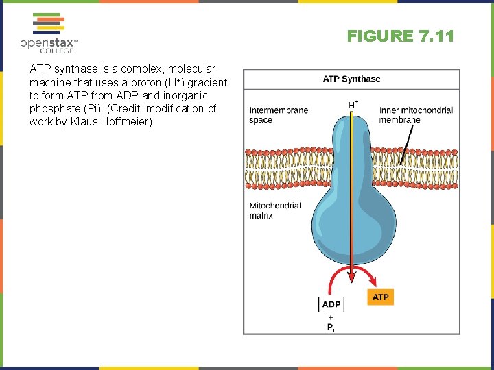 FIGURE 7. 11 ATP synthase is a complex, molecular machine that uses a proton