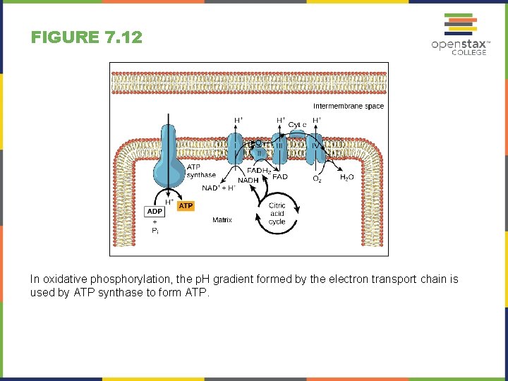 FIGURE 7. 12 In oxidative phosphorylation, the p. H gradient formed by the electron