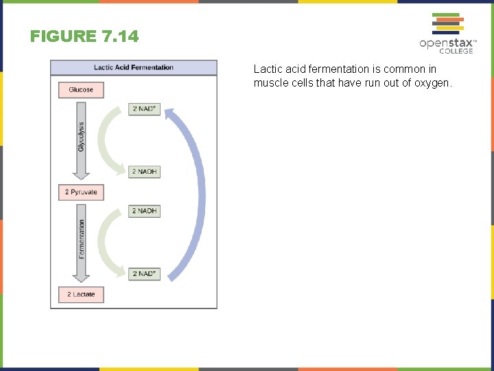 FIGURE 7. 14 Lactic acid fermentation is common in muscle cells that have run