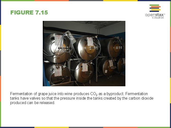 FIGURE 7. 15 Fermentation of grape juice into wine produces CO 2 as a