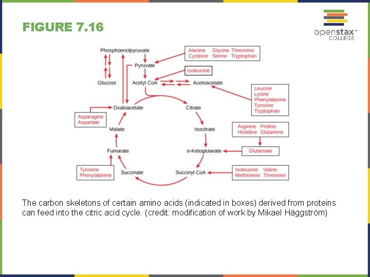 FIGURE 7. 16 The carbon skeletons of certain amino acids (indicated in boxes) derived