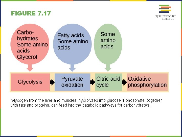 FIGURE 7. 17 Glycogen from the liver and muscles, hydrolyzed into glucose-1 -phosphate, together