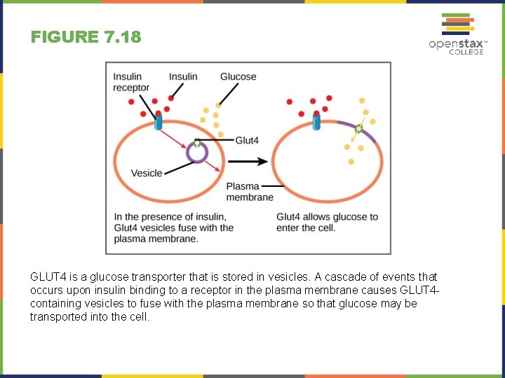 FIGURE 7. 18 GLUT 4 is a glucose transporter that is stored in vesicles.