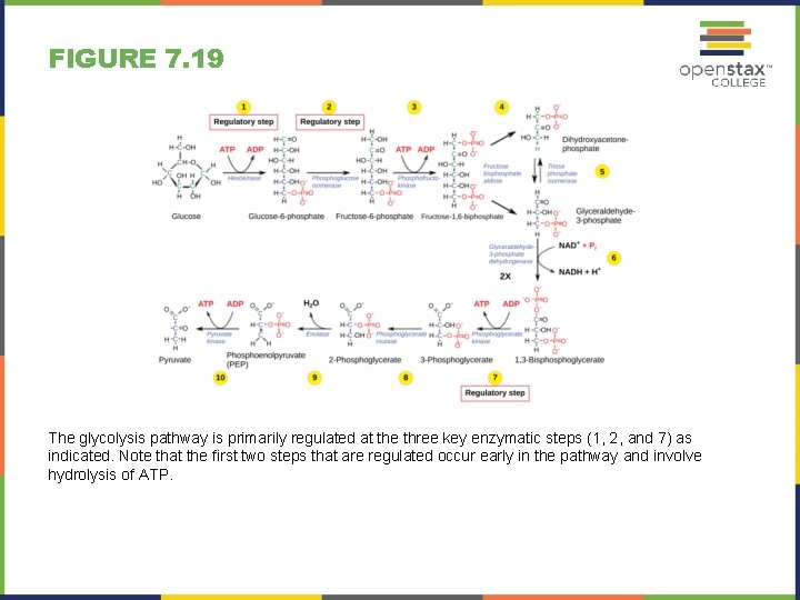 FIGURE 7. 19 The glycolysis pathway is primarily regulated at the three key enzymatic