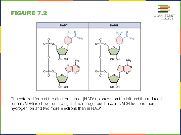 FIGURE 7. 2 The oxidized form of the electron carrier (NAD+) is shown on