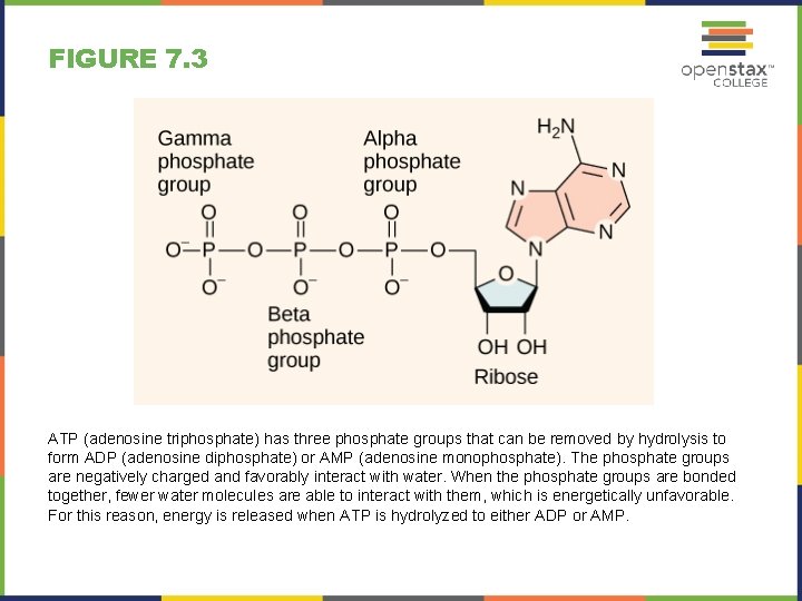 FIGURE 7. 3 ATP (adenosine triphosphate) has three phosphate groups that can be removed