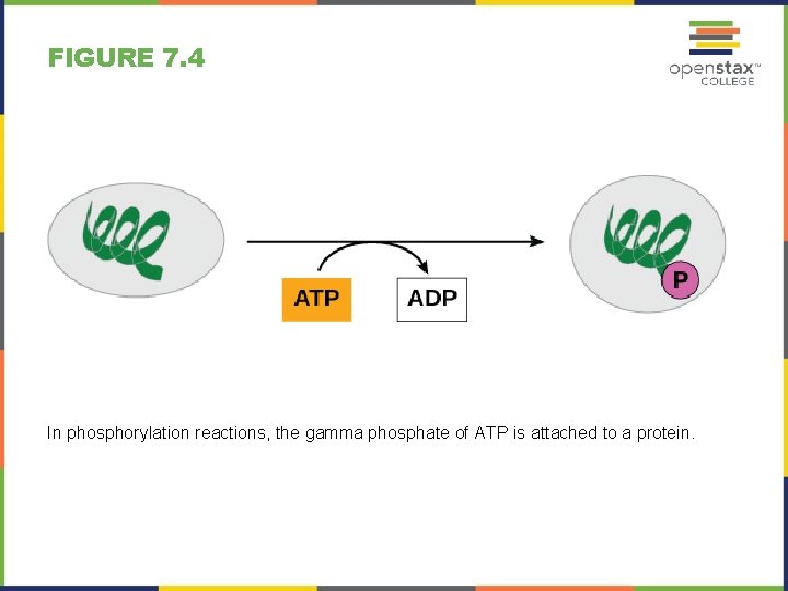 FIGURE 7. 4 In phosphorylation reactions, the gamma phosphate of ATP is attached to