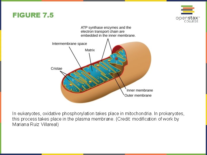 FIGURE 7. 5 In eukaryotes, oxidative phosphorylation takes place in mitochondria. In prokaryotes, this