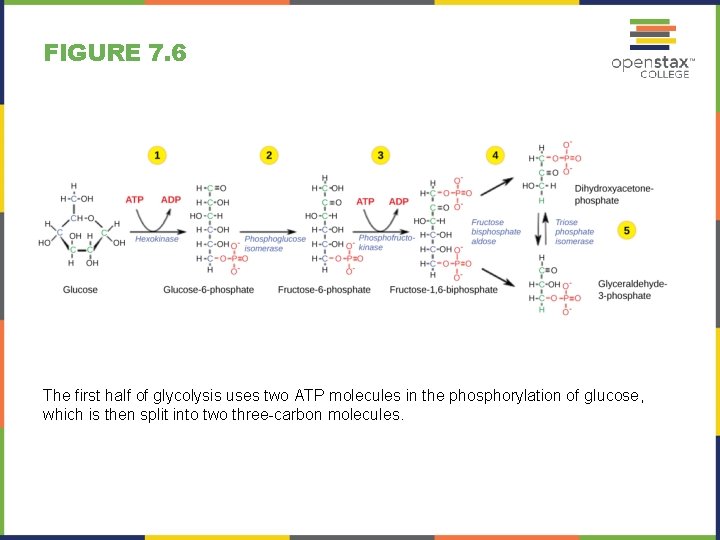 FIGURE 7. 6 The first half of glycolysis uses two ATP molecules in the