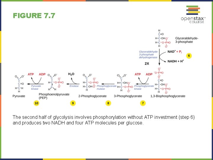 FIGURE 7. 7 The second half of glycolysis involves phosphorylation without ATP investment (step