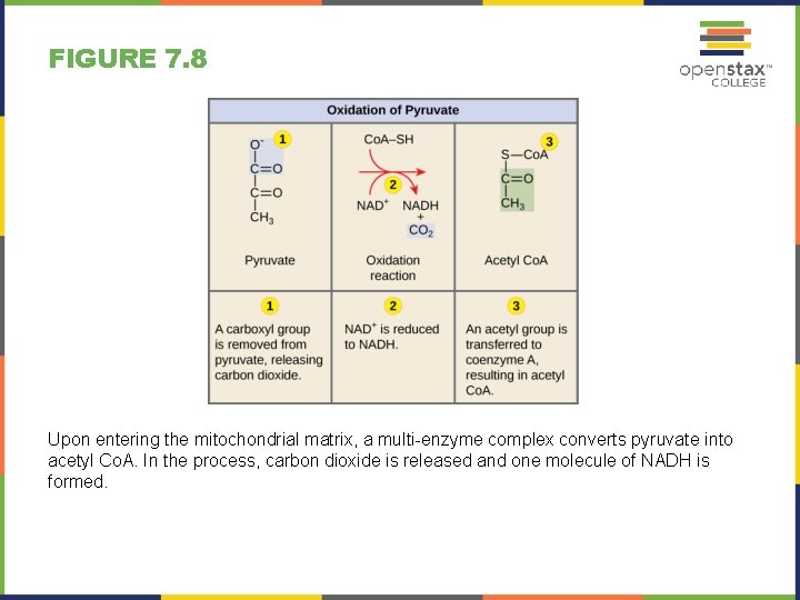 FIGURE 7. 8 Upon entering the mitochondrial matrix, a multi-enzyme complex converts pyruvate into