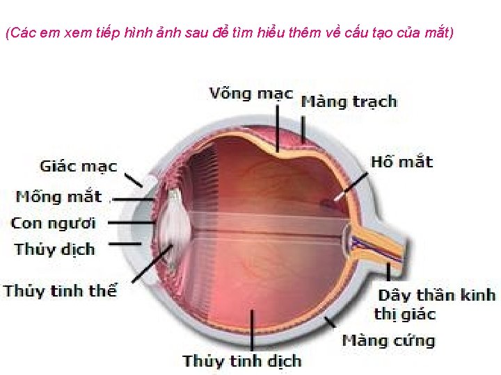 (Các em xem tiếp hình ảnh sau để tìm hiểu thêm về cấu tạo