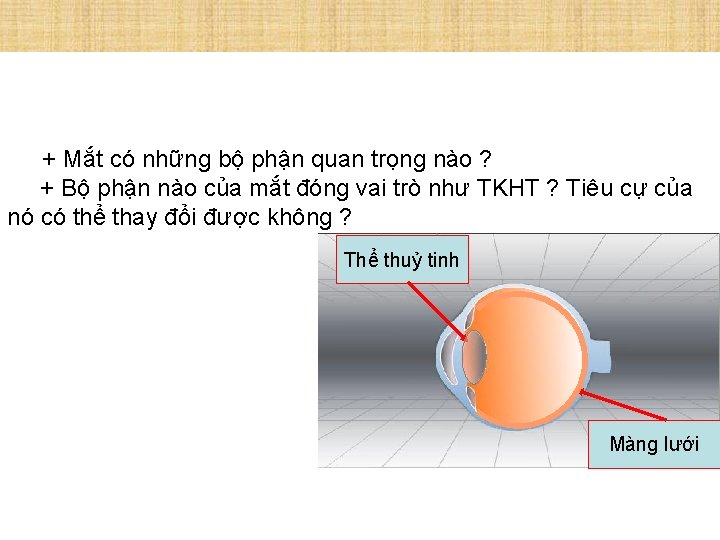 + Mắt có những bộ phận quan trọng nào ? + Bộ phận nào