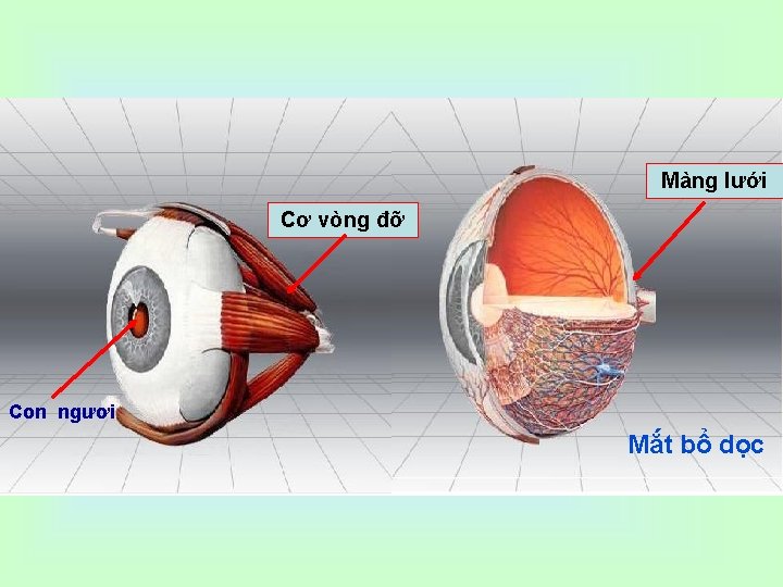 Màng lưới Cơ vòng đỡ Con ngươi Mắt bổ dọc 