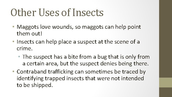 Other Uses of Insects • Maggots love wounds, so maggots can help point them