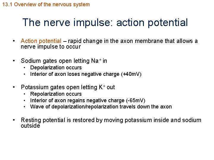 13. 1 Overview of the nervous system The nerve impulse: action potential • Action