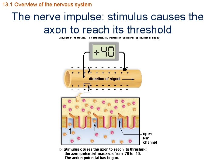 13. 1 Overview of the nervous system The nerve impulse: stimulus causes the axon