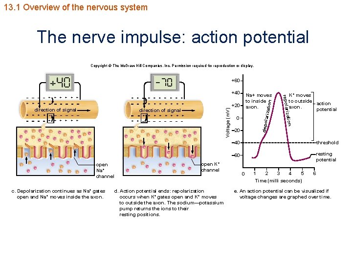 13. 1 Overview of the nervous system The nerve impulse: action potential Copyright ©