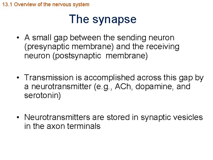 13. 1 Overview of the nervous system The synapse • A small gap between