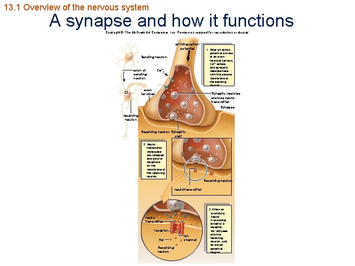 13. 1 Overview of the nervous system A synapse and how it functions Copyright