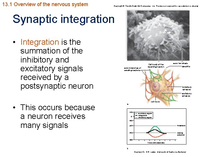13. 1 Overview of the nervous system Copyright © The Mc. Graw-Hill Companies, Inc.