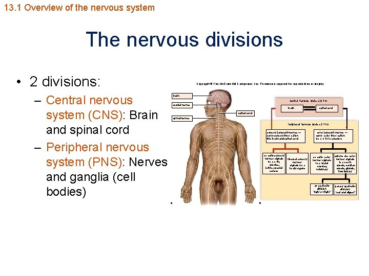 13. 1 Overview of the nervous system The nervous divisions • 2 divisions: –