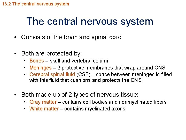 13. 2 The central nervous system • Consists of the brain and spinal cord