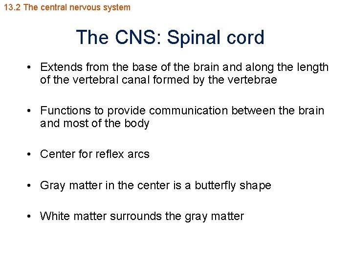 13. 2 The central nervous system The CNS: Spinal cord • Extends from the