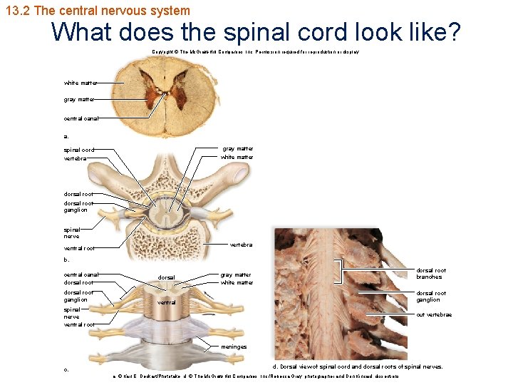 13. 2 The central nervous system What does the spinal cord look like? Copyright