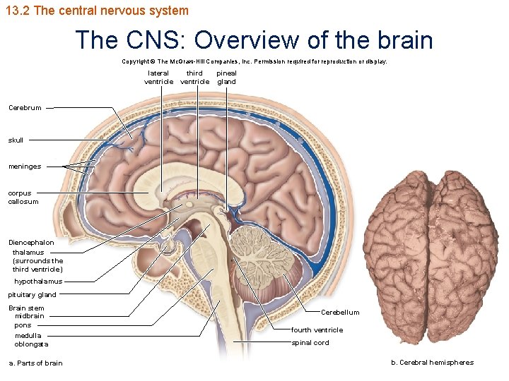 13. 2 The central nervous system The CNS: Overview of the brain Copyright ©
