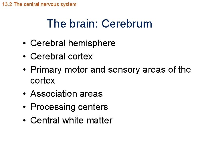 13. 2 The central nervous system The brain: Cerebrum • Cerebral hemisphere • Cerebral