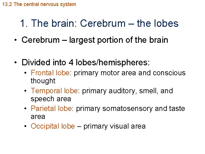13. 2 The central nervous system 1. The brain: Cerebrum – the lobes •