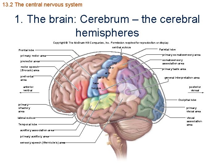 13. 2 The central nervous system 1. The brain: Cerebrum – the cerebral hemispheres