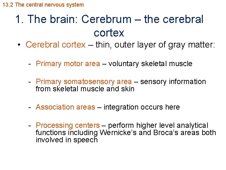 13. 2 The central nervous system 1. The brain: Cerebrum – the cerebral cortex