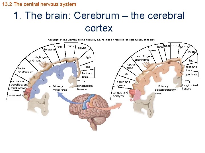 13. 2 The central nervous system 1. The brain: Cerebrum – the cerebral cortex