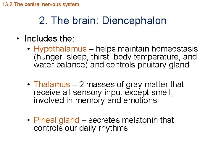 13. 2 The central nervous system 2. The brain: Diencephalon • Includes the: •