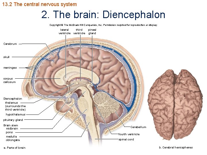 13. 2 The central nervous system 2. The brain: Diencephalon Copyright © The Mc.
