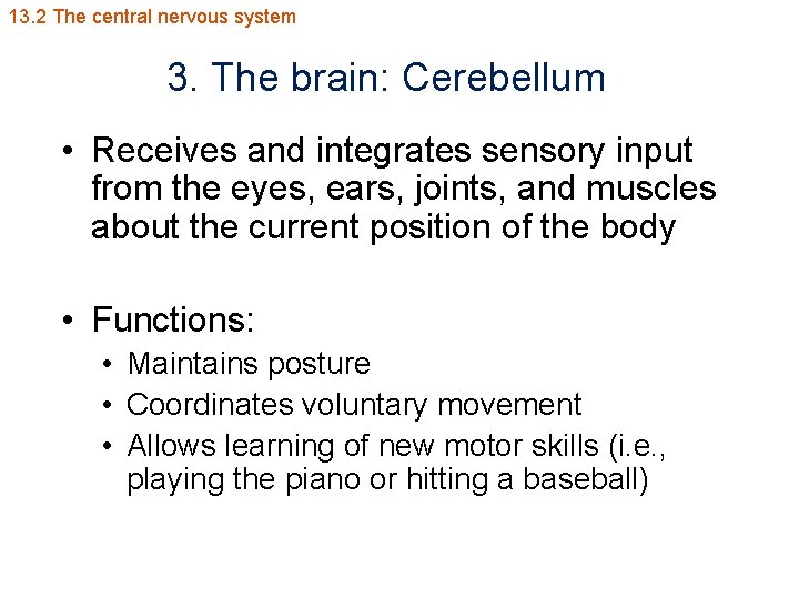 13. 2 The central nervous system 3. The brain: Cerebellum • Receives and integrates