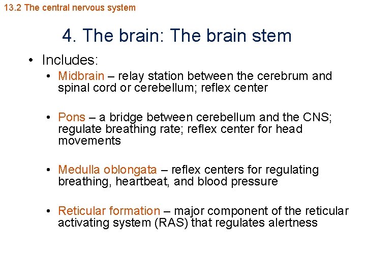 13. 2 The central nervous system 4. The brain: The brain stem • Includes: