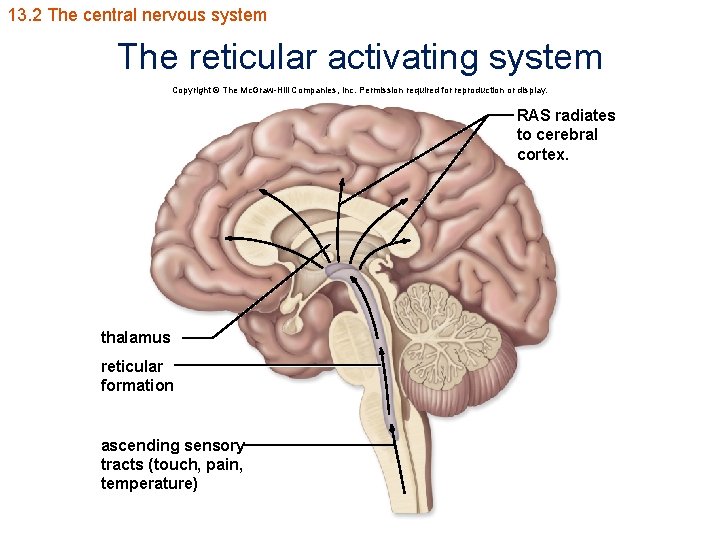 13. 2 The central nervous system The reticular activating system Copyright © The Mc.