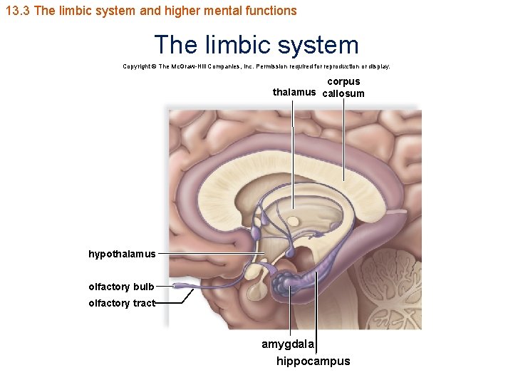13. 3 The limbic system and higher mental functions The limbic system Copyright ©