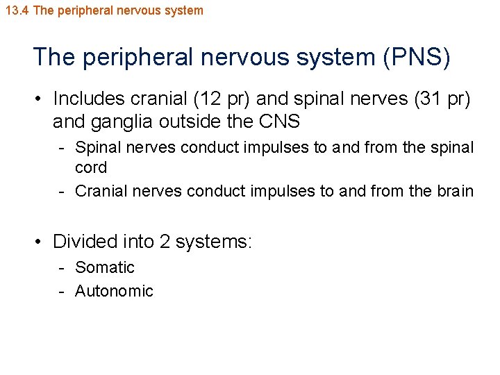 13. 4 The peripheral nervous system (PNS) • Includes cranial (12 pr) and spinal