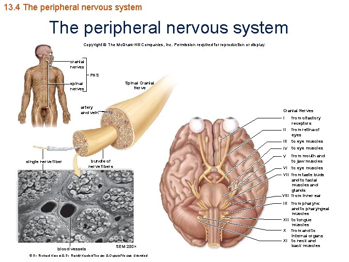 13. 4 The peripheral nervous system Copyright © The Mc. Graw-Hill Companies, Inc. Permission