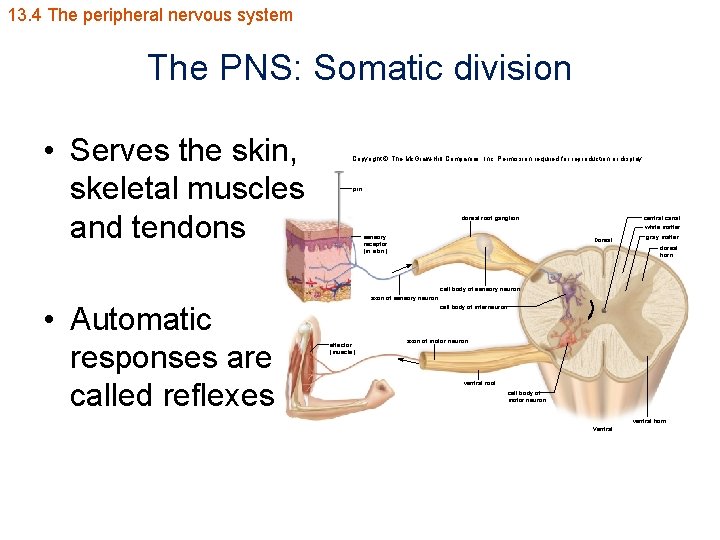 13. 4 The peripheral nervous system The PNS: Somatic division • Serves the skin,